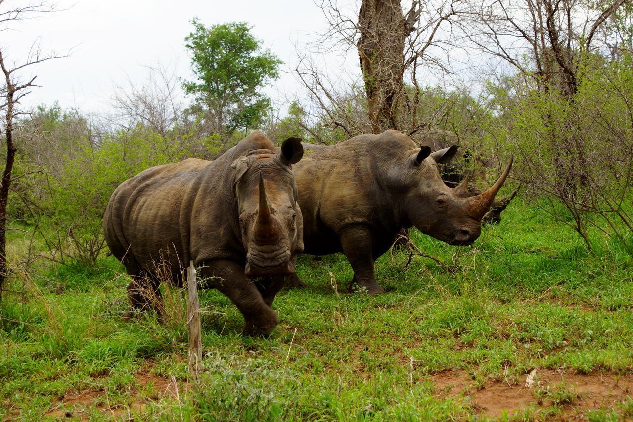 Marloth Park Hippo House Villa Ngoại thất bức ảnh